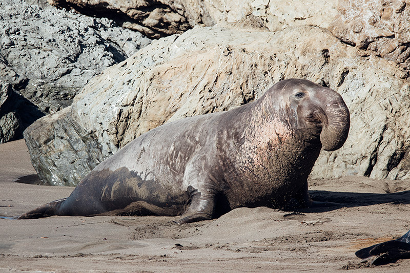 Elephant Seal 1